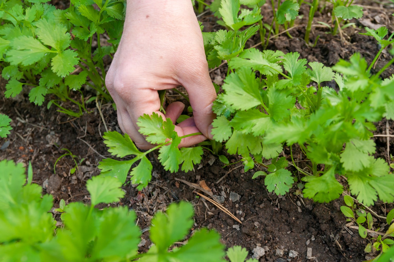 Koriander a jeho pestovanie v záhrade. Zdroj foto: Getty images.